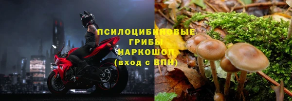 гашик Арсеньев